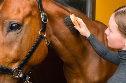 Akcesoria niezbędne do pielęgnacji konia – co warto zawsze mieć pod ręką?